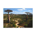 Madagascar Baobab Avenue & Tropical Wilderness — Canvas Wall Art — Side Profile & Stretched Corner Detail
