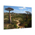 Madagascar Baobab Avenue & Tropical Wilderness — Canvas Wall Art — Product Detail View 6