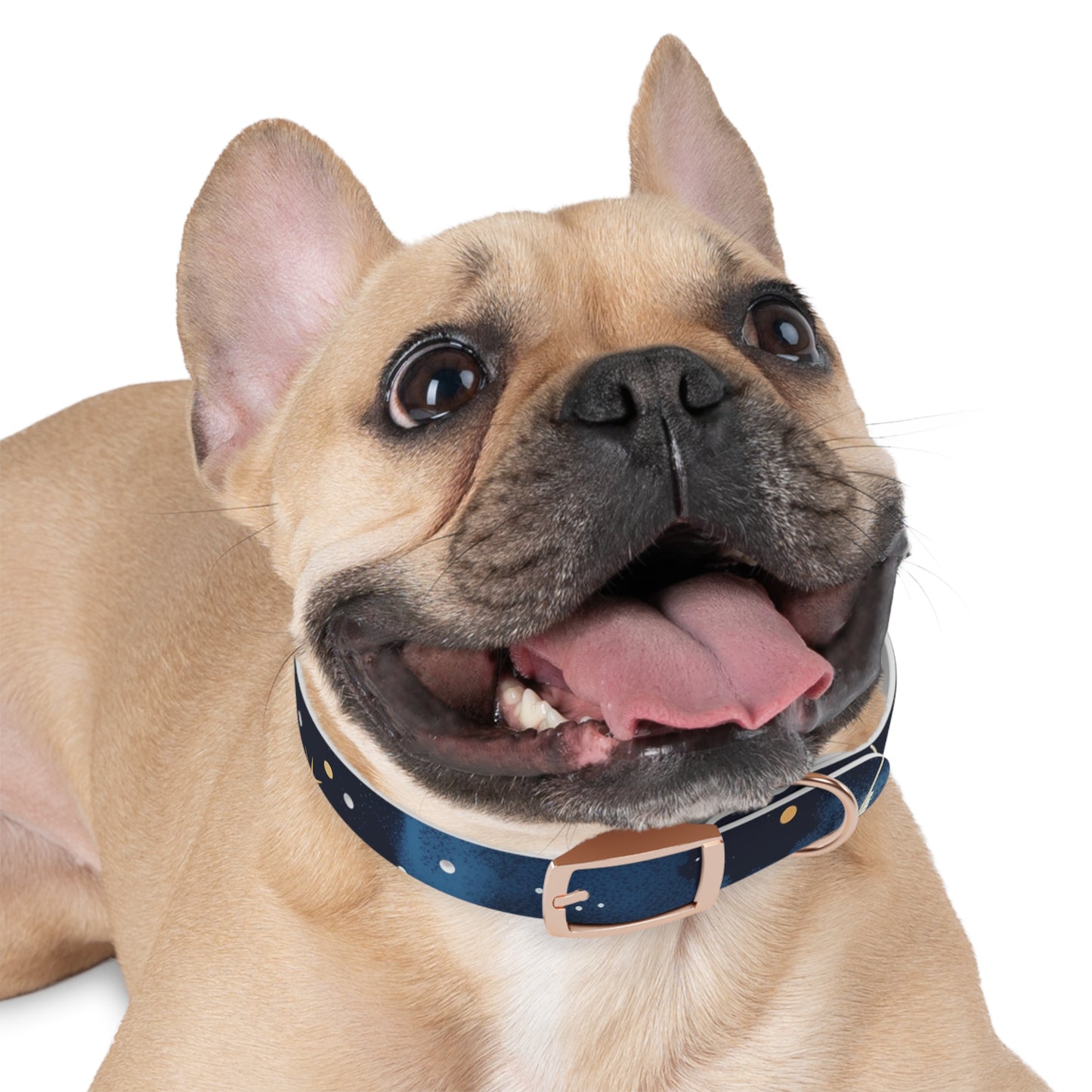 Chic Minimalist Dog Face Collar