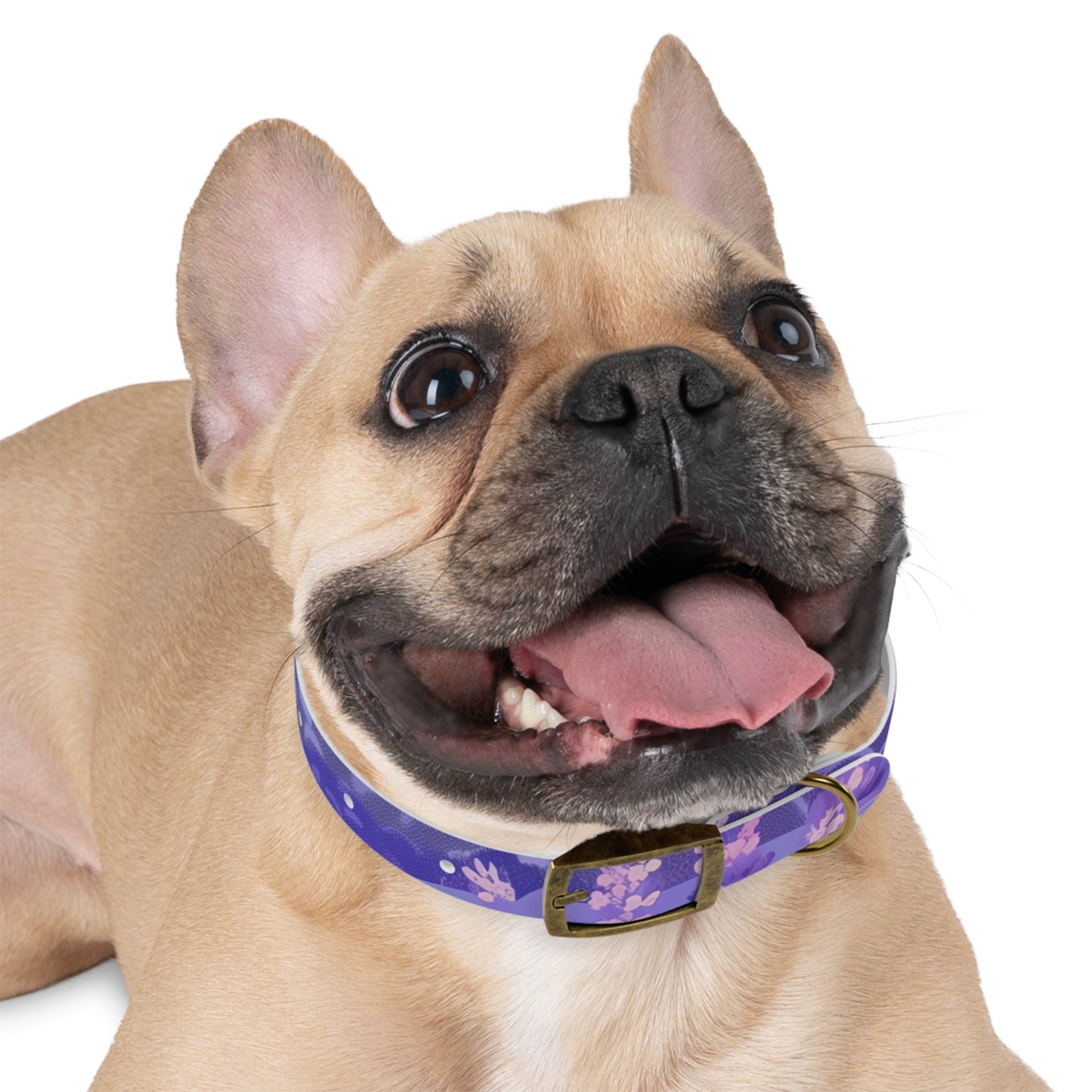 Lavender Fields Dog Collar: Pet Paradise