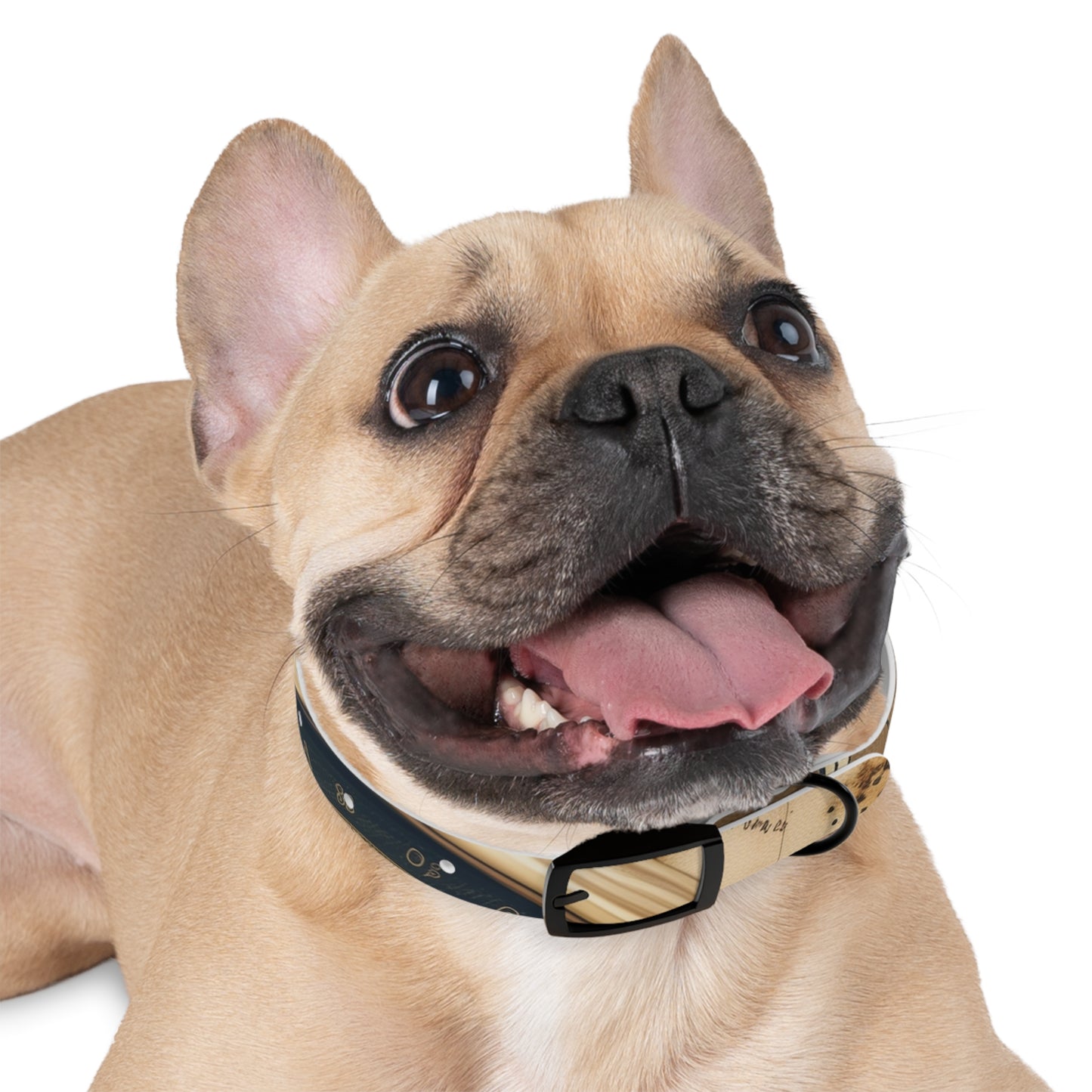 Chic Minimalist Dog Face Collar