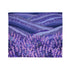 Provence Botanical Lavender Seamless Pattern Plush Fleece Throw Blanket – Prints With Passion (View 2)