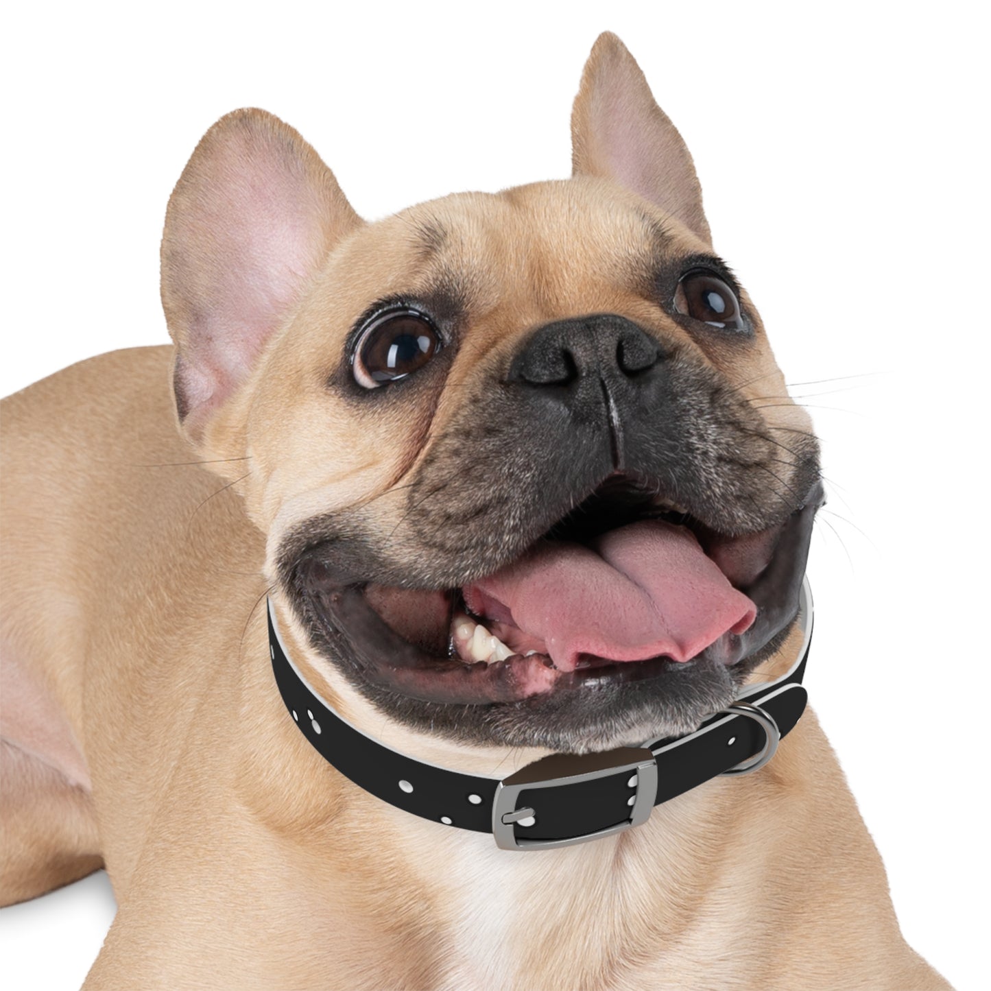 Chic Minimalist Dog Face Collar