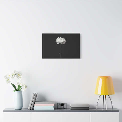 Minimalist White Chrysanthemum Blossom — Stretched Canvas Wall Art — Living Room Wall Lifestyle View