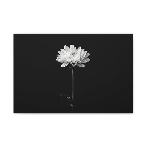 Minimalist White Chrysanthemum Blossom — 24×16 Canvas Wall Art — Front Gallery-Wrapped Canvas View
