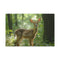 Magical Deer in Enchanted Forest — 24×16 Canvas Wall Art — Front Gallery-Wrapped Canvas View