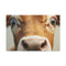 Curious Highland Cow Close-Up Portrait — 24×16 Canvas Wall Art — Front Gallery-Wrapped Canvas View